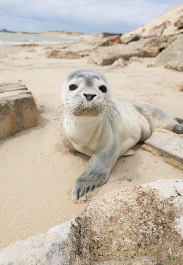 Cozy D'Opale Charmant T1 Bord De Mer Cour Privee Et Clot Wifi 3 Pers Animaux Acceptes Gratuit Apartment Berck Exterior photo